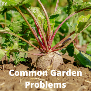 common garden problems in a vegetable garden