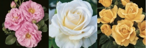 three flowers