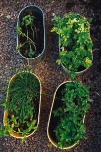 four pots on the ground with different plants growing in them