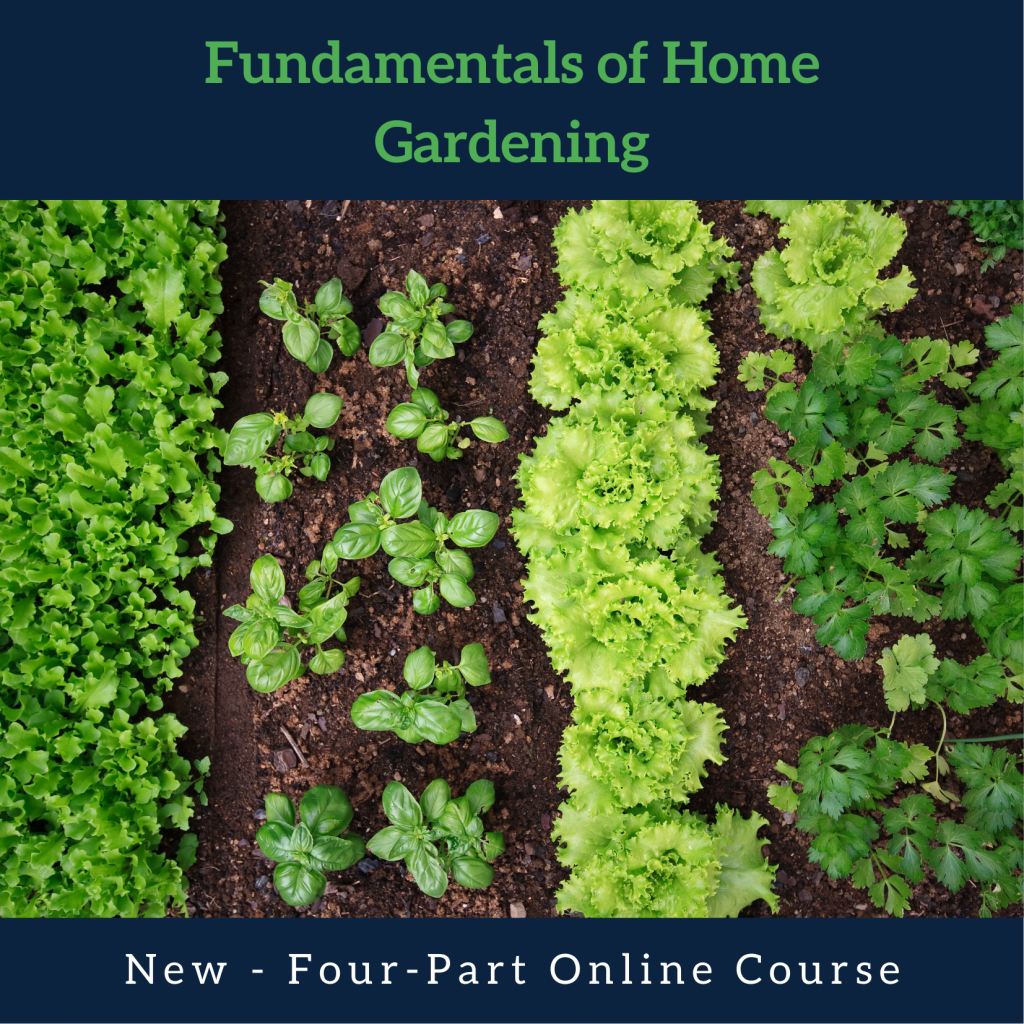 New Online Courses Fundamentals of Home Gardening Master Gardener