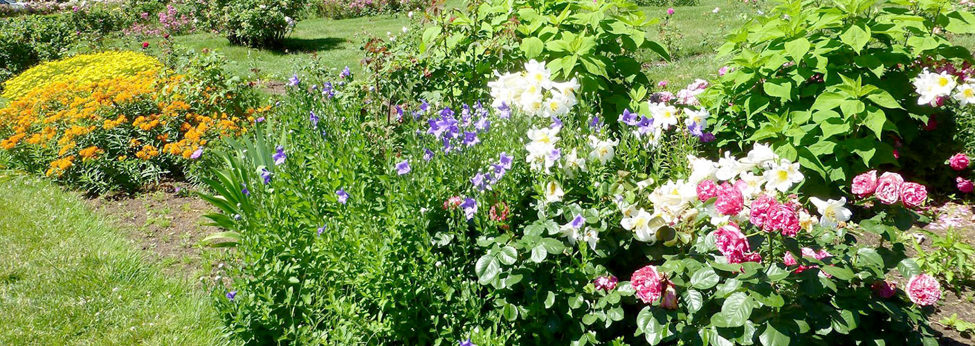 flower garden